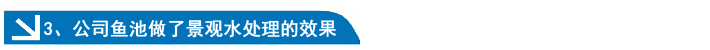 公司鱼池做了景观水处理的效果