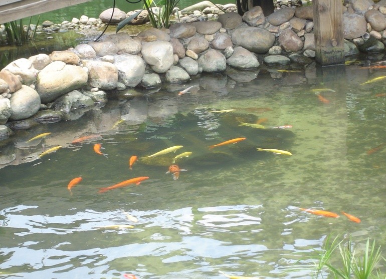 陈生家鱼池水质效果