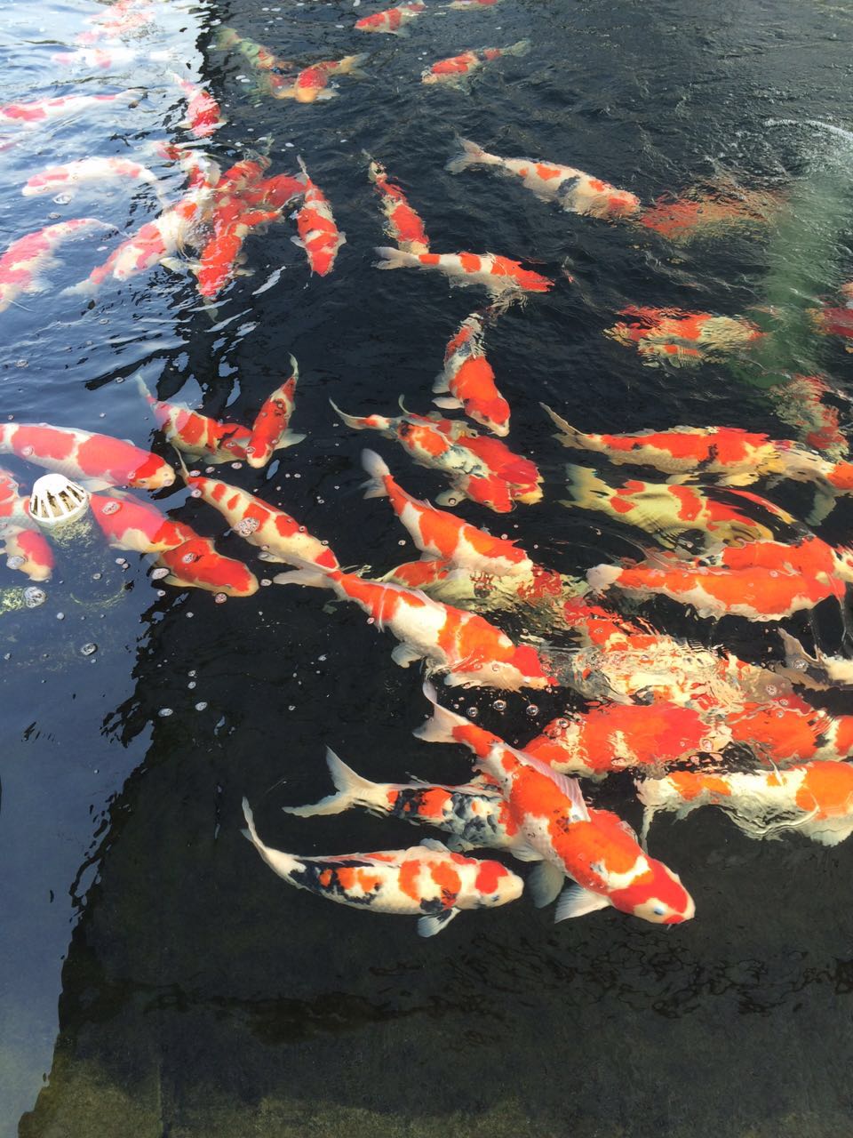 景观水处理