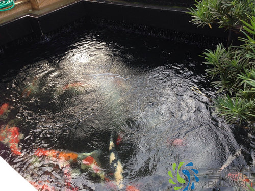 碧桂园花园景观池景观水处理系统依旧运作正常，水清见底