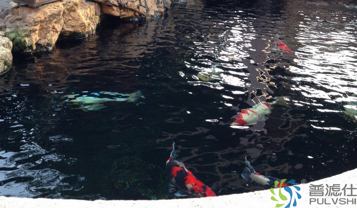 佛山孙总家鱼池景观水处理后水质清晰