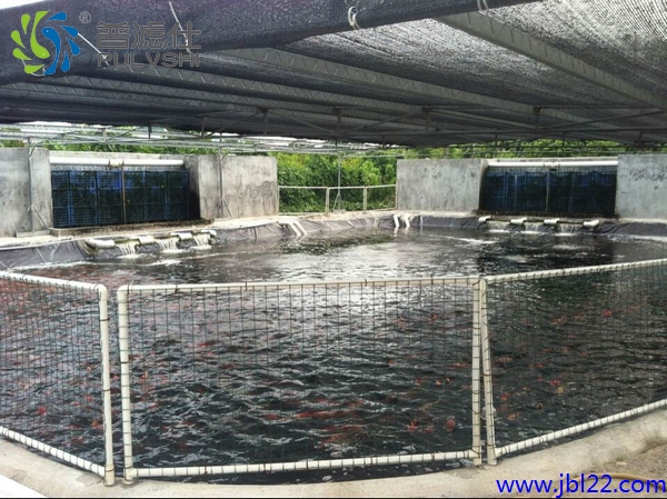 锦鲤养殖水处理，金碧林为您实现水清水好鱼更好