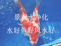 景观水净化，水好鱼好风水好