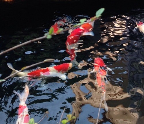 水至清则无鱼别误读，景观水处理至水清也可以养大鱼