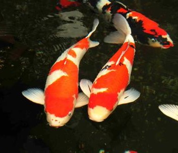 鱼池景观水处理方法之养水5度