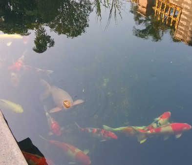 要水清要景观水生态处理