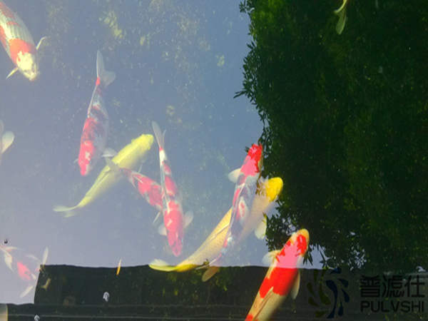 并不只是换水，金碧林景观水处理